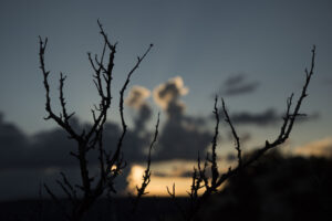 Sunset and Juniper branches. 
