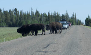Bison crossing the entrance road.