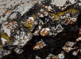 Bright yellow and orange lichen attached to a rock.
