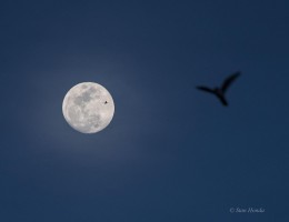 Moon, plane and bird.